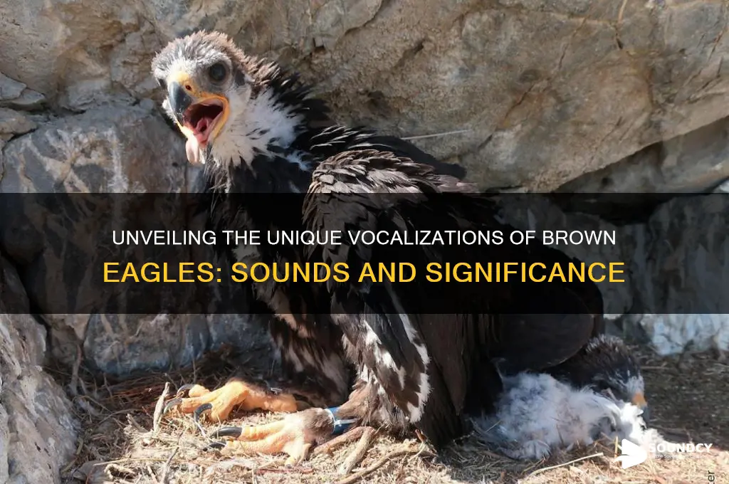 what sound brown eagles make
