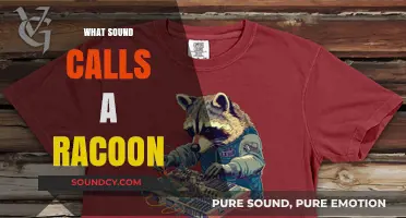 Unveiling the Unique Vocalizations: What Sound Does a Raccoon Make?