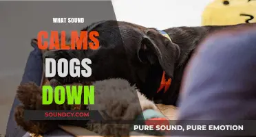 Soothing Sounds: Discover What Calms Dogs Down Effectively