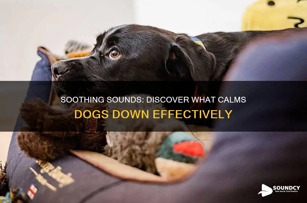 what sound calms dogs down