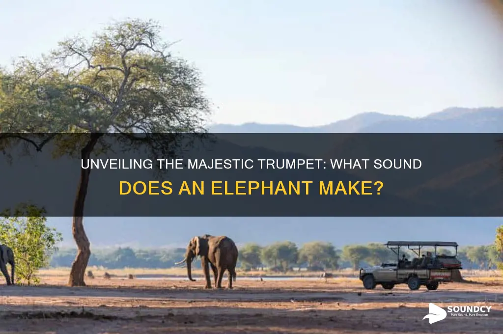 what sound did elephant make