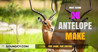 Unveiling the Unique Vocalizations: What Sound Do Antelope Make?