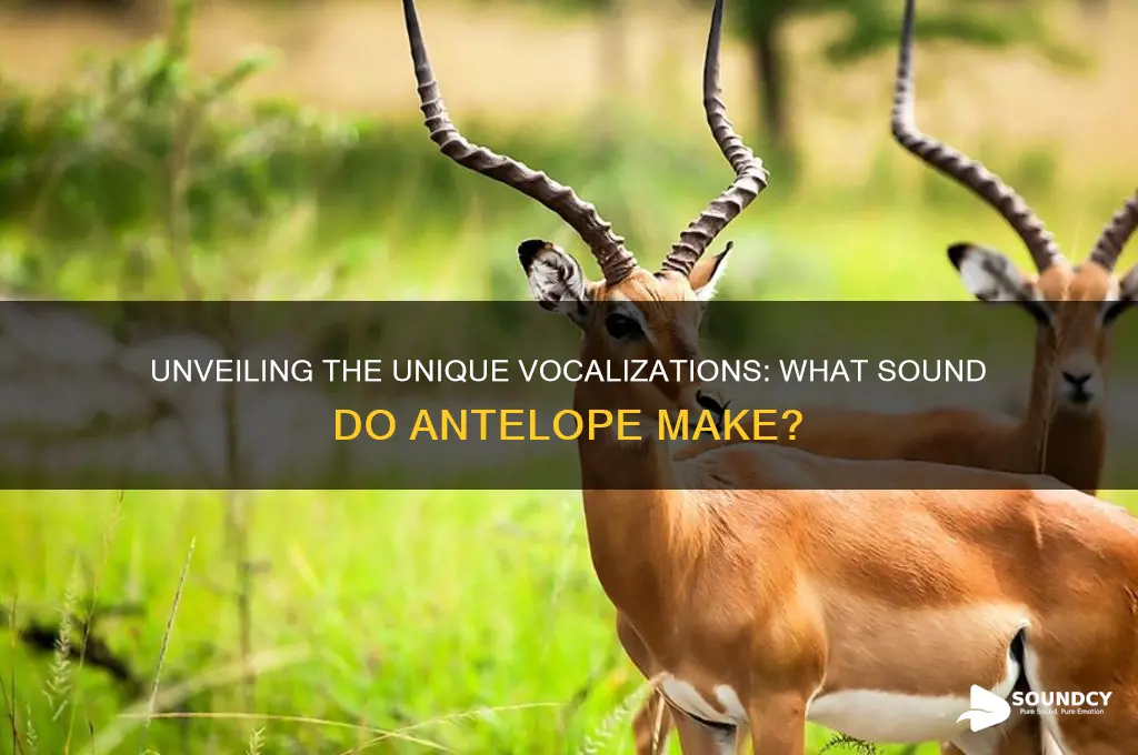 what sound do antelope make