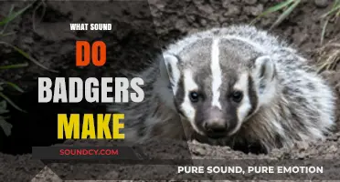 Unveiling the Mystery: What Sound Do Badgers Make in the Wild?