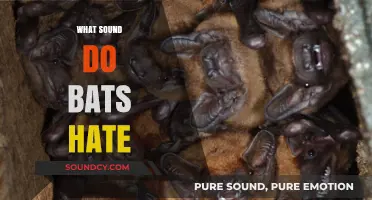 Uncover the Noises That Drive Bats Away: Effective Deterrent Sounds