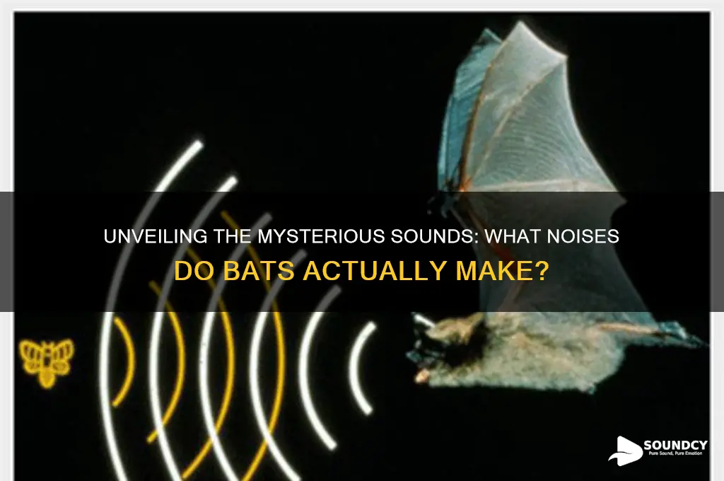 what sound do bats make