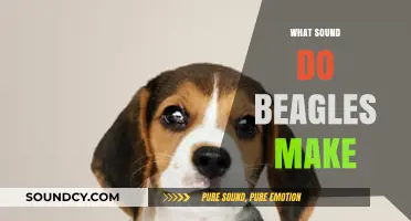 Understanding the Unique Vocalizations: What Sound Do Beagles Make?