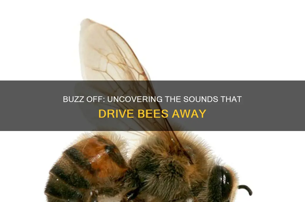 what sound do bees hate