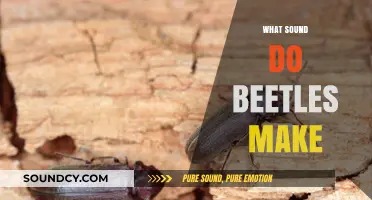 Unveiling the Surprising Sounds of Beetles: A Comprehensive Guide