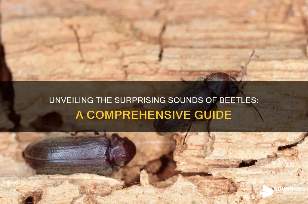 what sound do beetles make