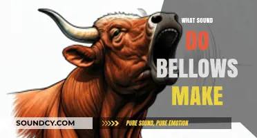 Unveiling the Unique Sounds of Bellows: A Comprehensive Exploration