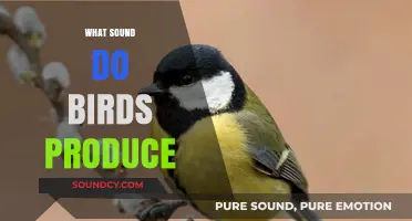 Exploring the Diverse Sounds Birds Produce: Chirps, Songs, and Calls