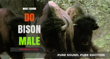 Unveiling the Majestic Roars: What Sound Do Male Bison Make?
