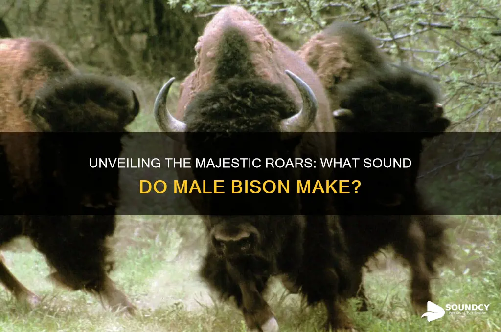 what sound do bison male