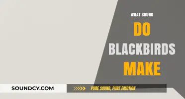 Discovering the Unique Sounds of Blackbirds: A Comprehensive Guide