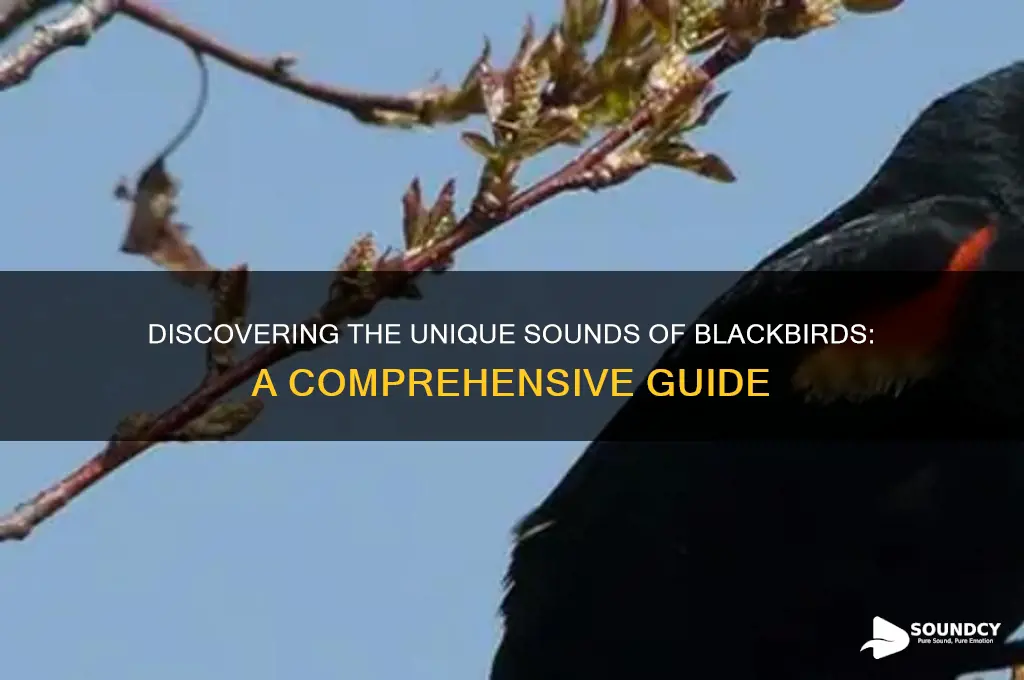 what sound do blackbirds make