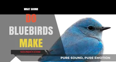 Discover the Unique and Enchanting Sounds of Bluebirds in Nature