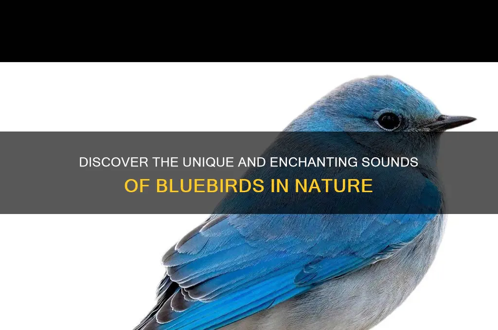 what sound do bluebirds make