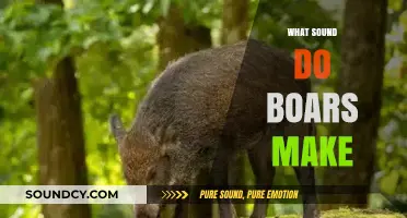 Unveiling the Grunts, Squeals, and Roars: What Sound Do Boars Make?