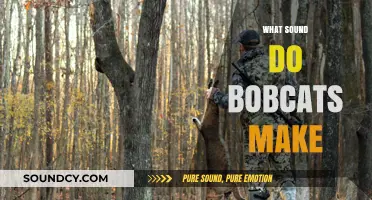 Unveiling the Mysterious Sounds of Bobcats: Calls and Communication Explained