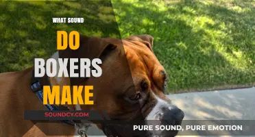 Unveiling the Unique Sounds Boxers Make: From Growls to Grunts