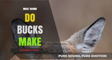 Unveiling the Unique Vocalizations: What Sound Do Bucks Make?