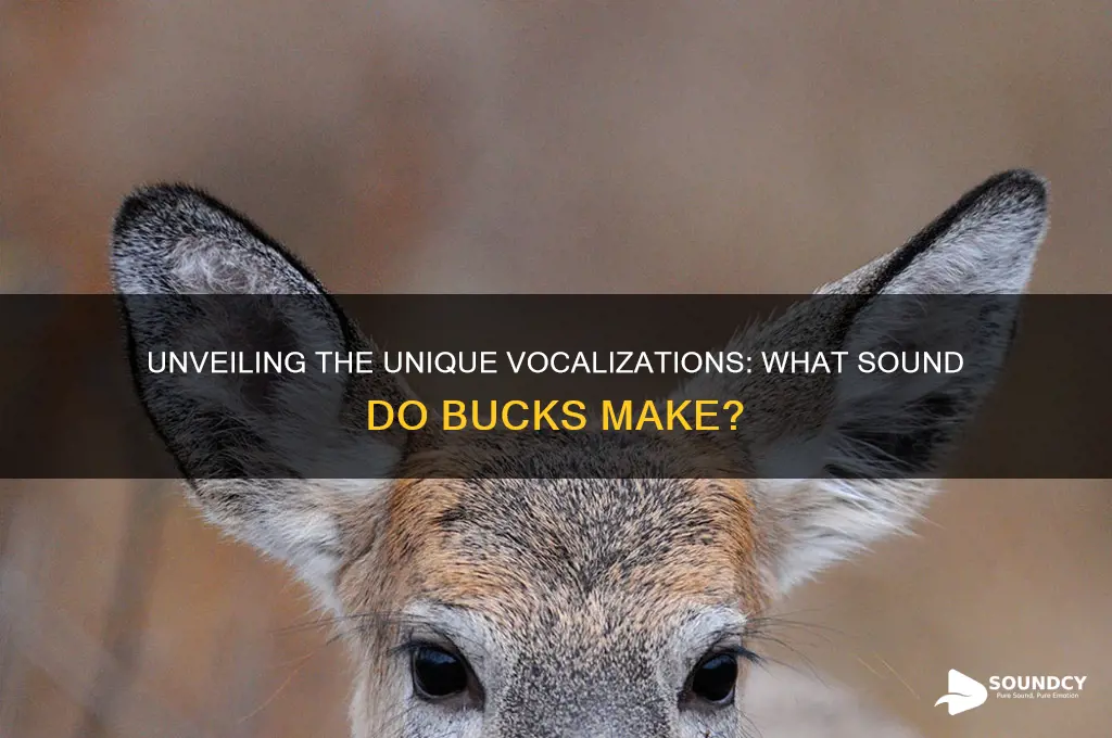 what sound do bucks make