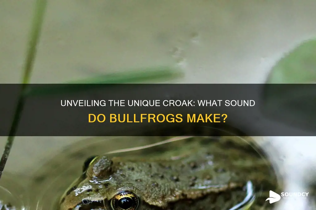 what sound do bullfrogs make