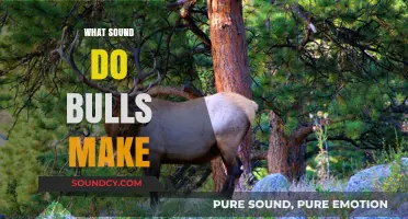 Unveiling the Mighty Roar: What Sound Do Bulls Actually Make?