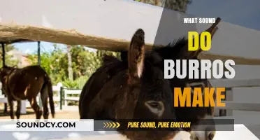 Unveiling the Unique Vocalizations: What Sound Do Burros Make?