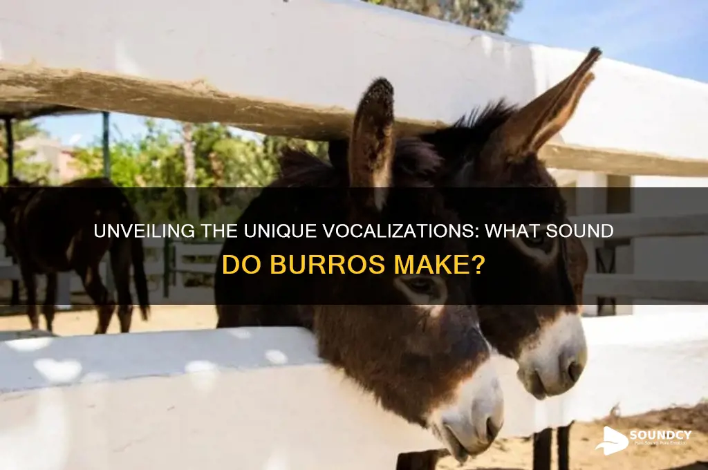 what sound do burros make