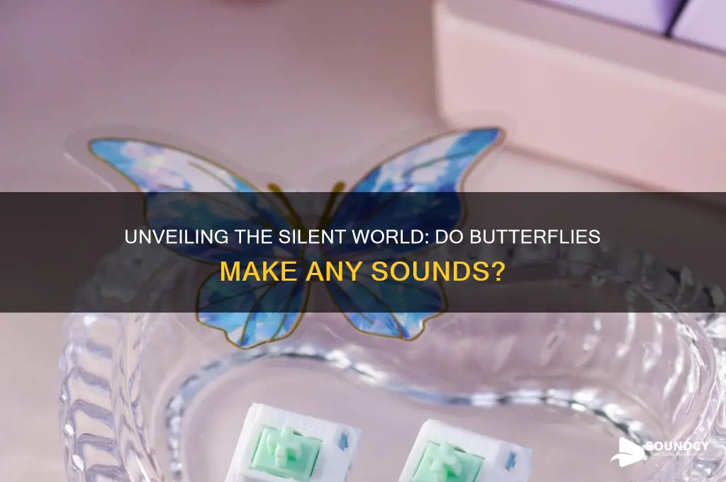 what sound do butterflies make