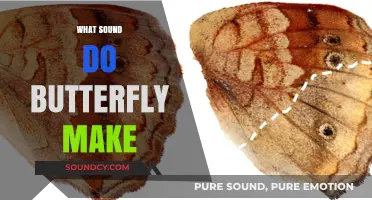 Do Butterflies Make Sounds? Unveiling the Silent World of These Winged Wonders