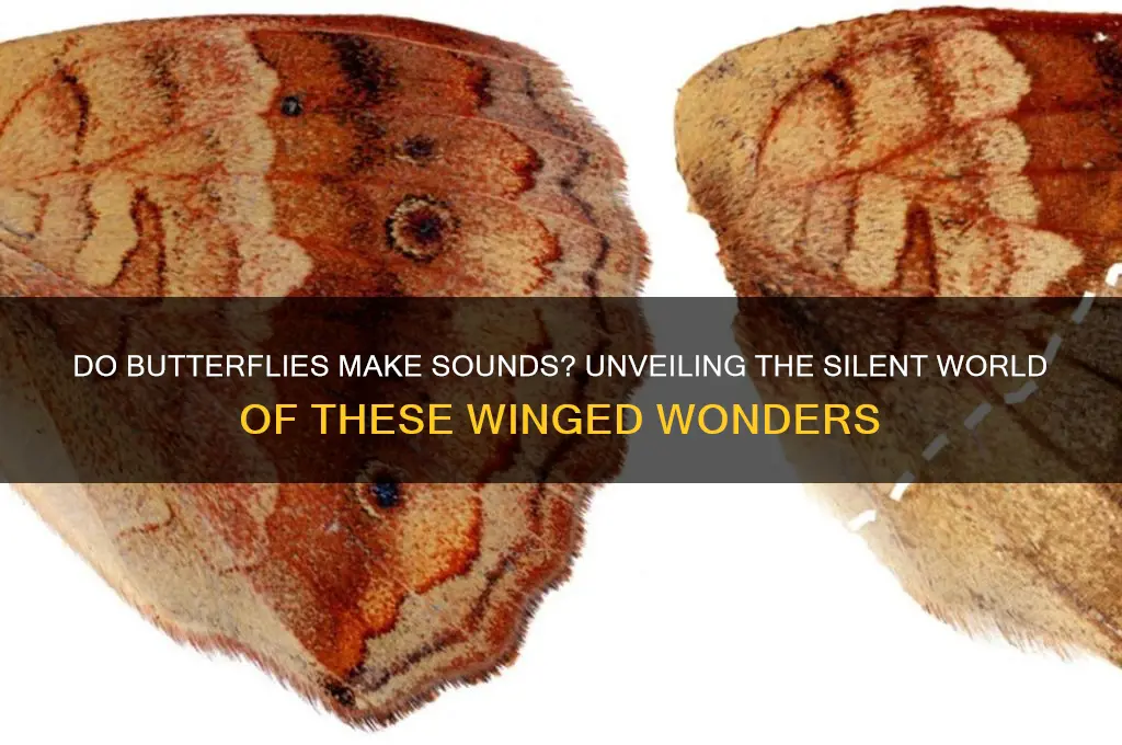 what sound do butterfly make