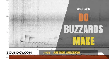 Unveiling the Unique Vocalizations: What Sound Do Buzzards Make?