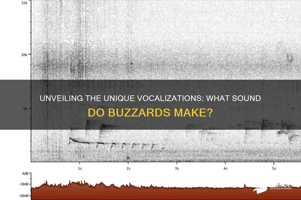 what sound do buzzards make