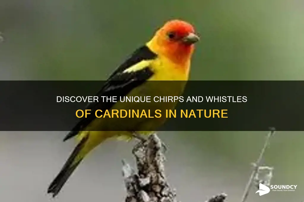 what sound do cardinals make