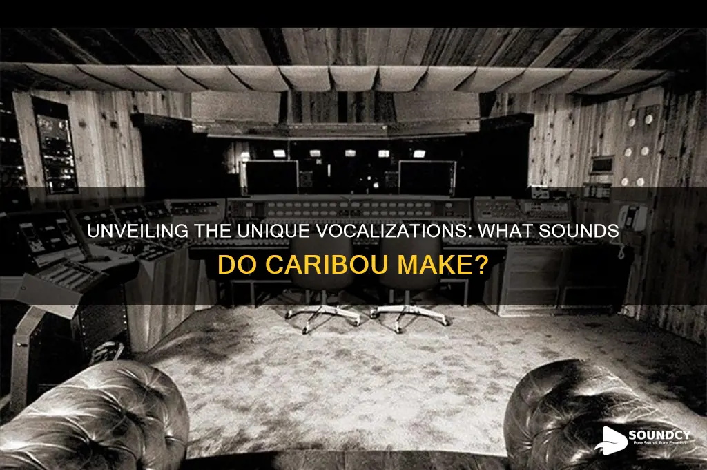 what sound do caribou make