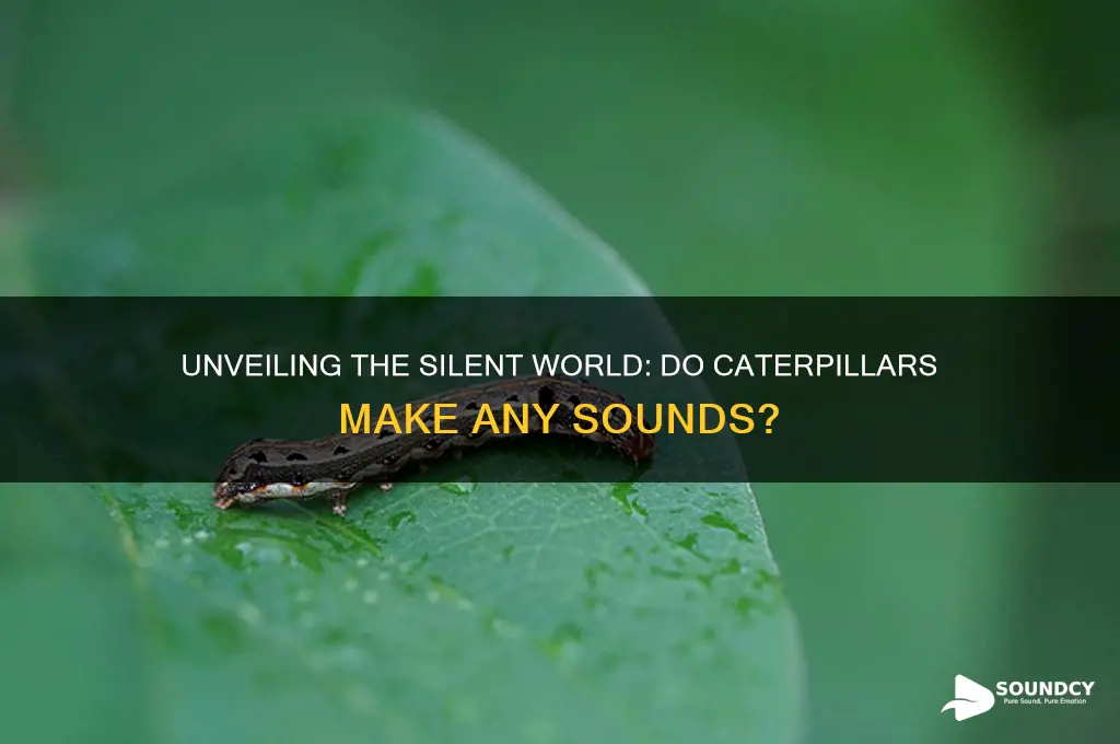 what sound do caterpillars make