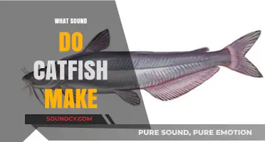 Unveiling the Mystery: What Sounds Do Catfish Make?