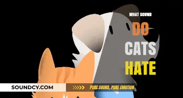 Uncovering the Noises That Drive Cats Crazy: Sounds to Avoid