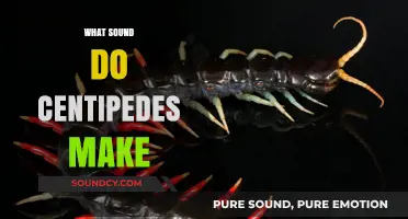 Unveiling the Mystery: Do Centipedes Make Any Sounds?