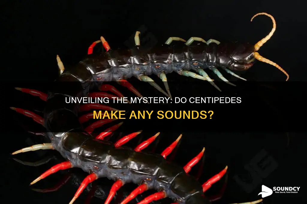 what sound do centipedes make