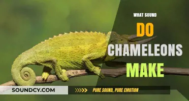 Unveiling the Mystery: What Sounds Do Chameleons Actually Make?