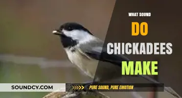 Chickadees' Charming Calls: Decoding Their Distinctive Sounds and Meanings