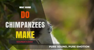 Unveiling the Unique Vocalizations: What Sounds Do Chimpanzees Make?