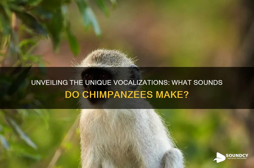 what sound do chimpanzees make