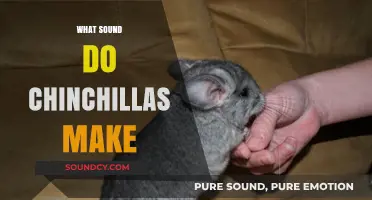 Discover the Unique Sounds Chinchillas Make: A Comprehensive Guide
