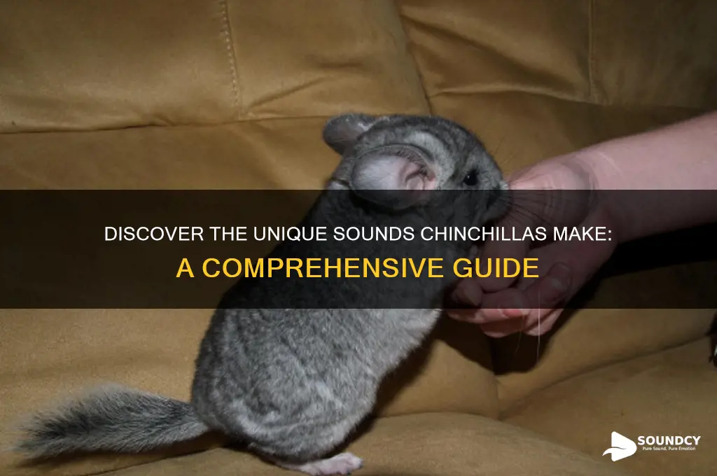what sound do chinchillas make