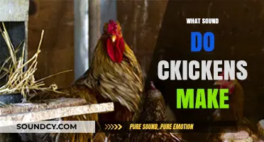 Clucks and Chirps: Decoding the Sounds Chickens Make Daily